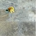 Silver Travertine Honed & Filled 406x610x12mm thick